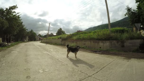 Hund på gatan — Stockvideo