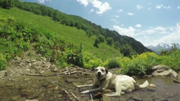 Hund am Gebirgsbach — Stockvideo