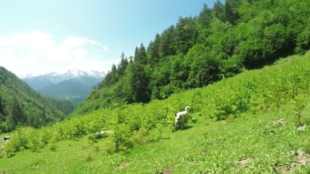 Cão em prados alpinos — Vídeo de Stock