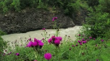 Nehir kıyısındaki Thistle