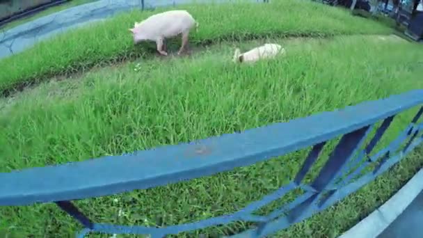 Schwein auf der Straße — Stockvideo