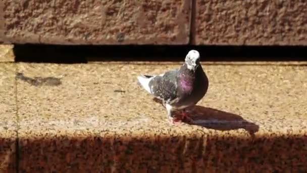 Pigeons in fountain — Stock Video