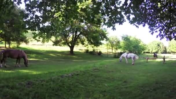 Cheval brun sur prairie 