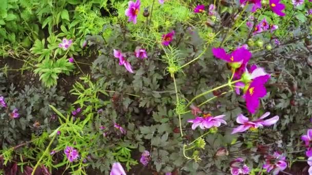 Jardín de flores en parque de la ciudad — Vídeo de stock