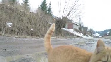 Kedi doğa üzerinde yıkar