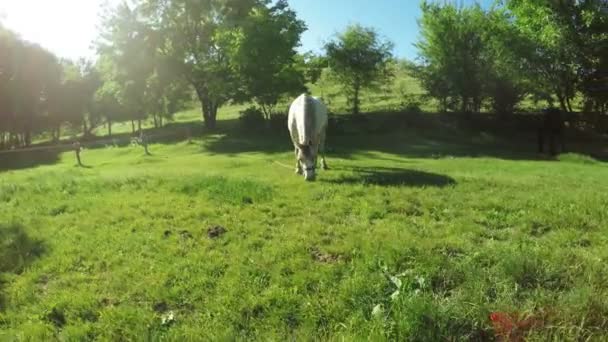 Caballo blanco pastando — Vídeos de Stock