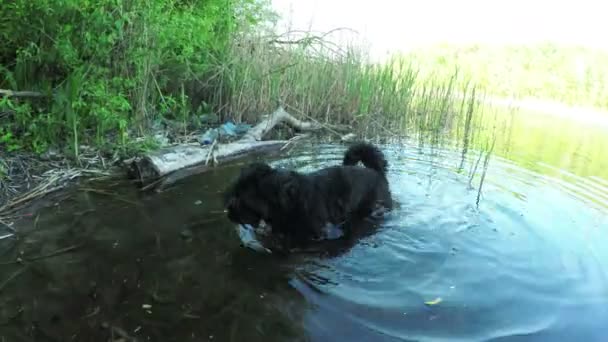 Pes v jezeře — Stock video
