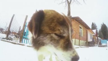 Namlu köpek niteliğine