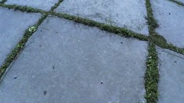 Tabak yol ile Filiz çimen