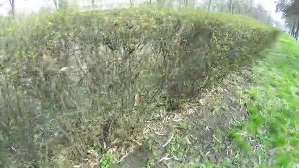 修剪的灌木丛中市 — 图库视频影像