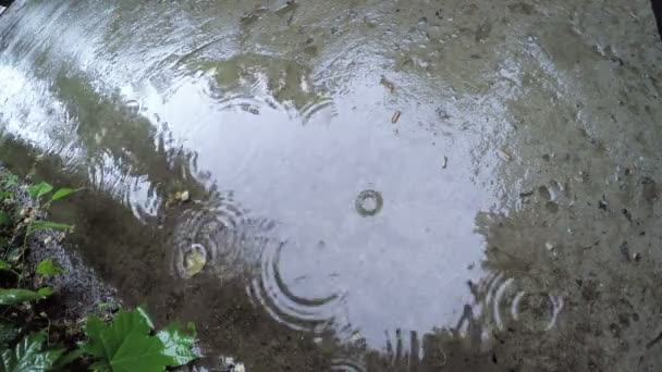 Lluvia sobre asfalto — Vídeos de Stock