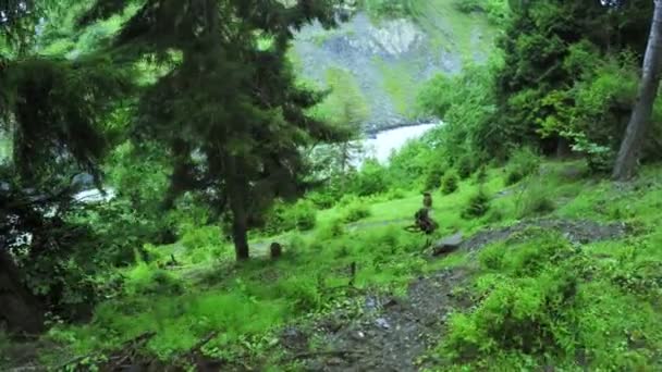 Arroyo de montaña en Georgia — Vídeo de stock