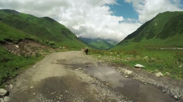 Cow in mountains — Stock Video