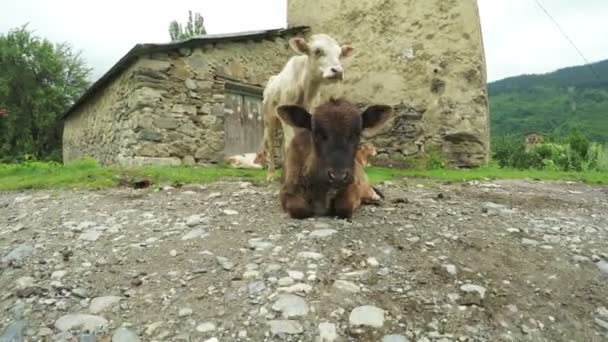 Vaca en calle de la ciudad — Vídeo de stock