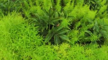 Çiçek bahçesinde Şehir Parkı