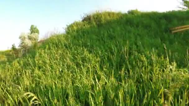 Hügel mit Gras — Stockvideo