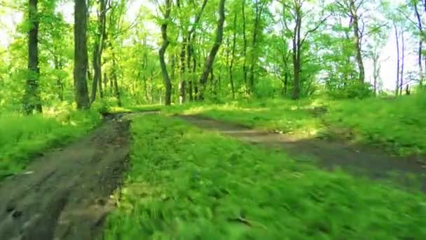 Route en forêt 