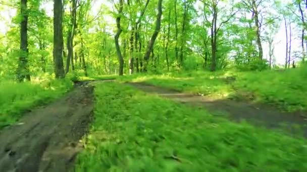 Carretera en bosque — Vídeo de stock