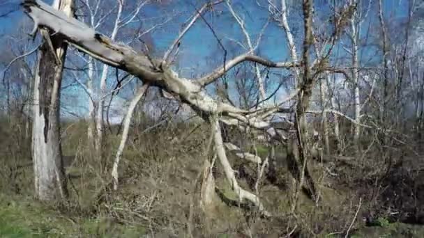 Brutna träd natur — Stockvideo