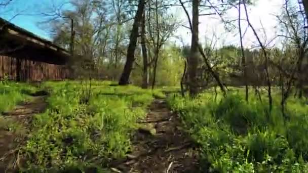 Natureza da floresta primavera — Vídeo de Stock