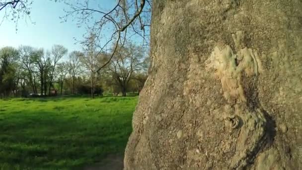 Sycamore Tree nature — Stock Video