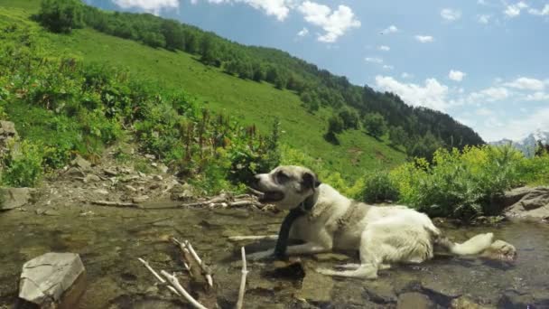 Chien sur ruisseau de montagne — Video