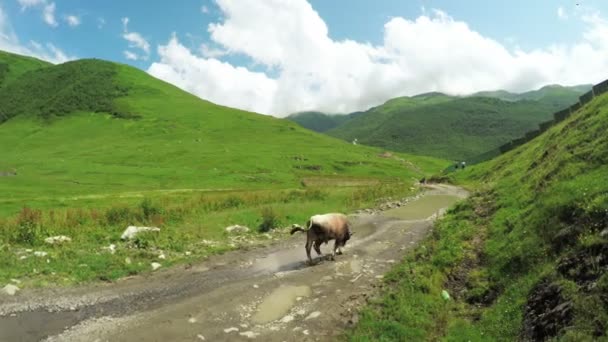 Kuh in den Bergen — Stockvideo