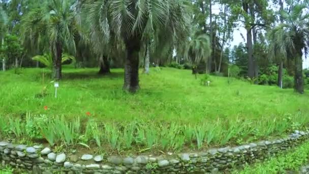 Palmeras en el parque — Vídeos de Stock