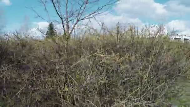 Arbustos recortados en sreet — Vídeo de stock