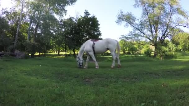 Cavallo bianco al pascolo — Video Stock