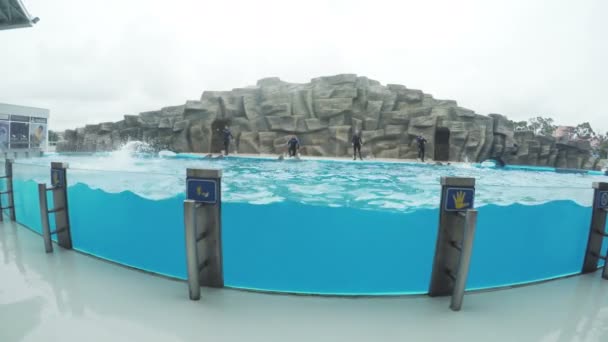 在海豚馆海豚 — 图库视频影像