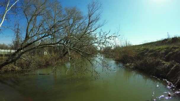 Árbol sobre río — Vídeos de Stock