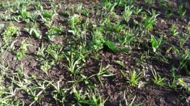 Bahçe çiçek lahanası