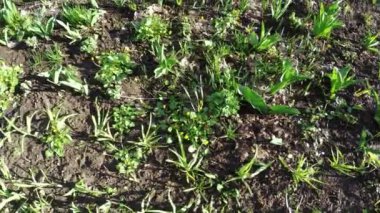 Bahçe çiçek lahanası