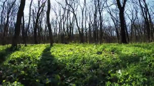 春の森の自然 — ストック動画