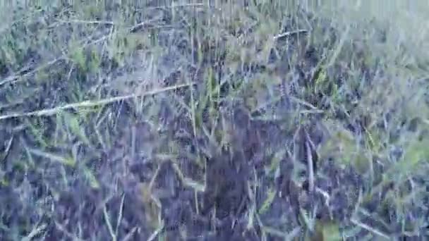 Herbe sur la scène du feu 
