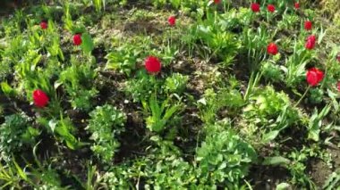 Doğa üzerinde kırmızı lale