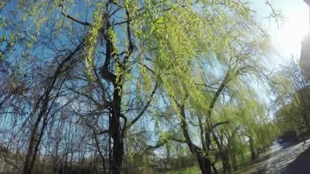 Blossoming willow on nature — Stock Video