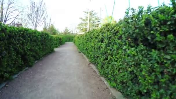 Labyrinth aus Büschen — Stockvideo