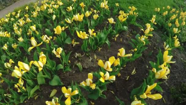 Yellow tulips in park — Stock Video