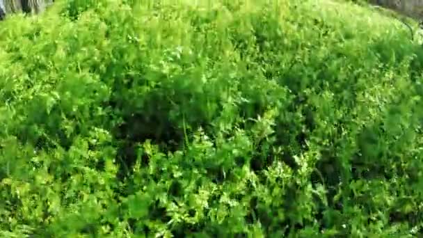 Rumput muda di alam — Stok Video