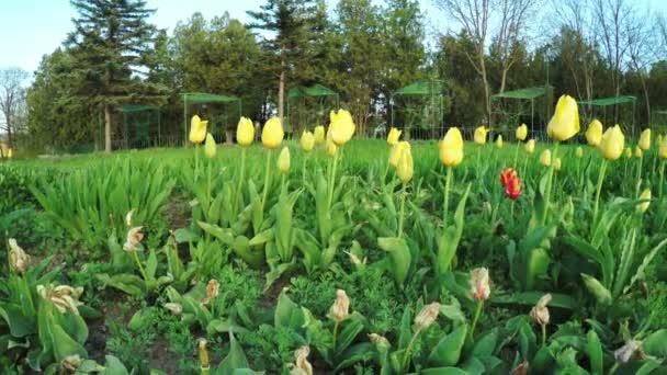 Żółte tulipany w parku — Wideo stockowe