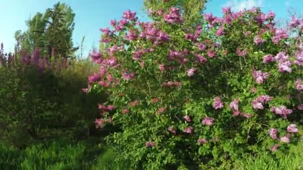 Florecimiento lila en la naturaleza — Vídeo de stock
