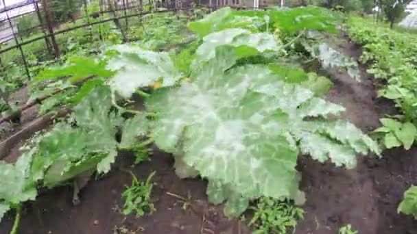 Calabacines en el jardín — Vídeos de Stock