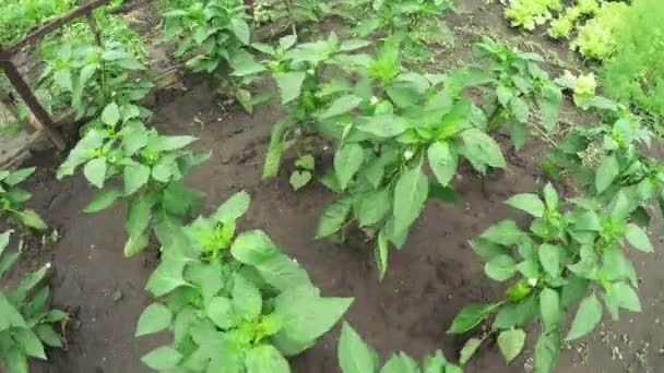 Bittere peper in tuin — Stockvideo
