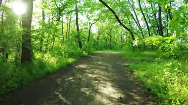 Carretera en bosque — Vídeo de stock