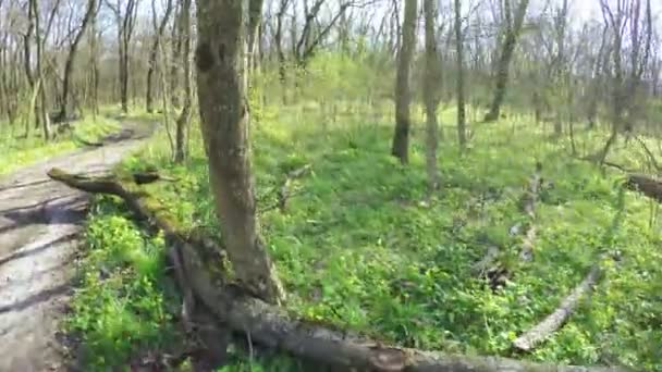 Bosque de primavera en la naturaleza — Vídeo de stock