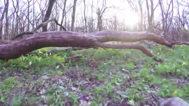 Весенний лес на природе — стоковое видео