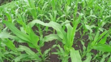 Mısır niteliğine yetiştirilmesi