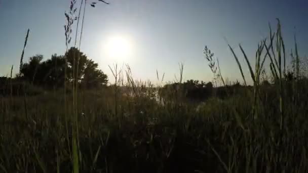 River bank on nature — Stock Video